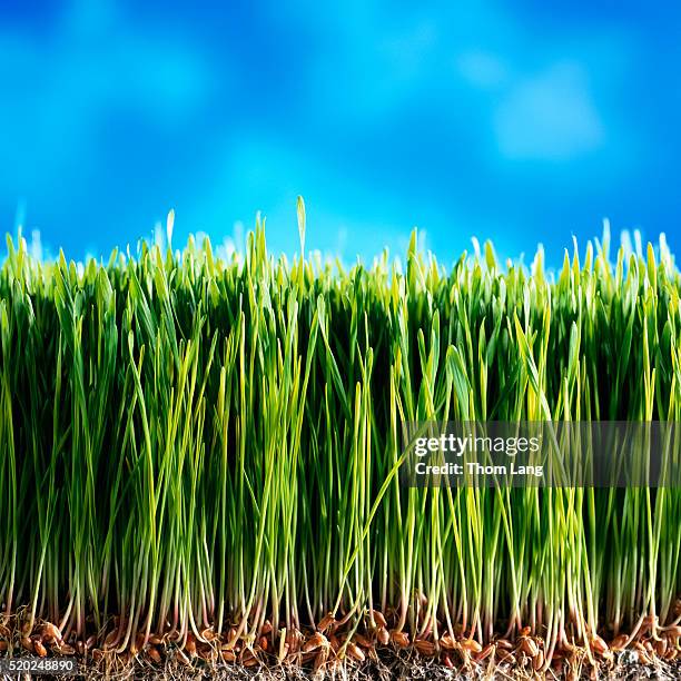 wheatgrass seed and shoots - wheatgrass stock pictures, royalty-free photos & images