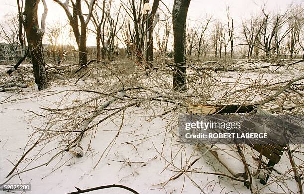 Sir Wilfrid Laurier park in Montreal, Quebec looks devastated after a five-day ice-storm that reportedly brought down some 20,000 trees in the city...