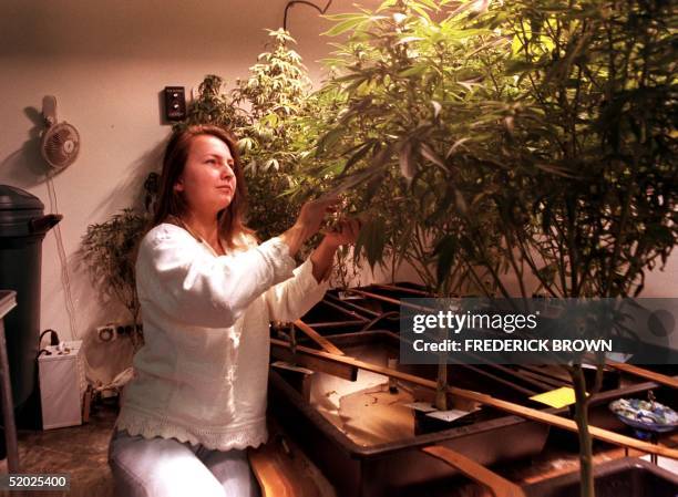 Andrea Nagy, owner of the Ventua County Medical Cannabis Center in Thousand Oaks, California, tends to her marijuana garden 29 January. Nagy, living...