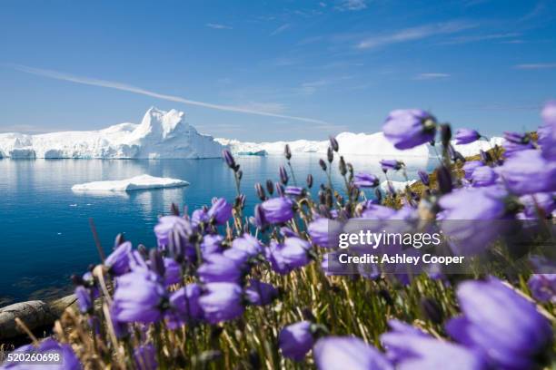 purple arctic flowers and icebergs from jakobshavn glacier - jakobshavn glacier stockfoto's en -beelden