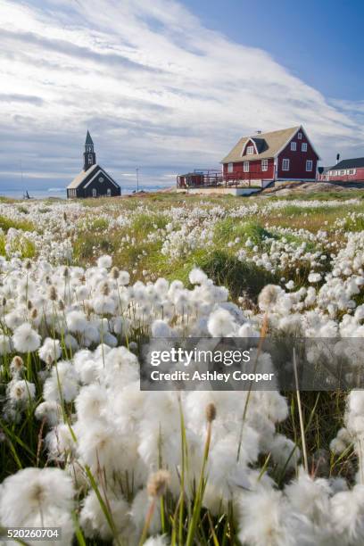 cotton grass seed heads in ilulissat - grönland stock-fotos und bilder