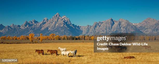 grand teton horses - autumn steed stock pictures, royalty-free photos & images