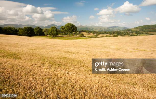 drying fields during 2010 drought near hawkshead in the lake district - all weather stock pictures, royalty-free photos & images