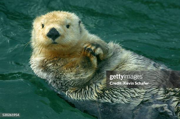 sea otter - sea otter fotografías e imágenes de stock