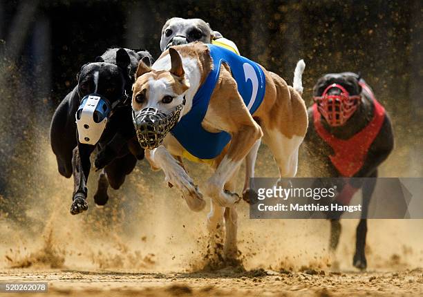 Gladiator Ramanus and Chasing Lane's Firing Aces fight for the lead during the 22th race of the Solitude-Race 2016 on April 10, 2016 in Sachsenheim,...