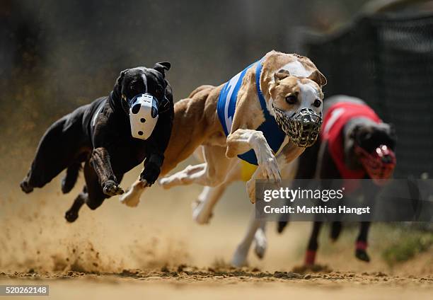 Gladiator Ramanus and Chasing Lane's Firing Aces fight for the lead during the 22th race of the Solitude-Race 2016 on April 10, 2016 in Sachsenheim,...