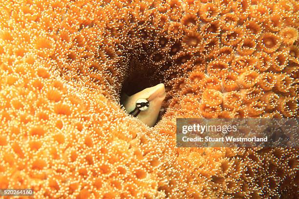 fangblenny in a coral reef - blenny stock pictures, royalty-free photos & images