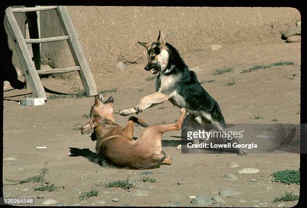 dogs in playful combat - dog fighting stock pictures, royalty-free photos & images