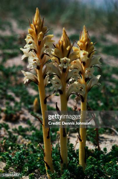 orobanche - orobanche stock pictures, royalty-free photos & images
