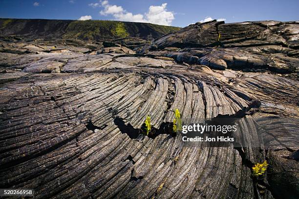 seedlings sprouting in lava field - parque nacional de volcanes de hawai fotografías e imágenes de stock