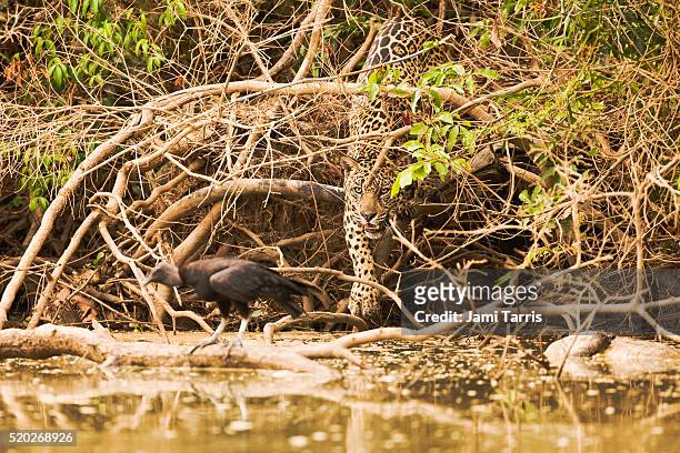 jaguar stalking a bird along riverbank - jaguar animal stock pictures, royalty-free photos & images