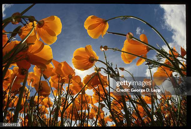 looking up through california poppies - california poppies stock pictures, royalty-free photos & images