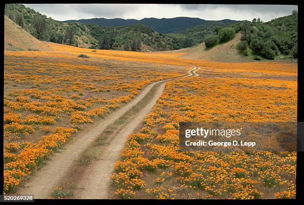 road through antelope valley california poppy reserve - antelope valley poppy reserve stock pictures, royalty-free photos & images