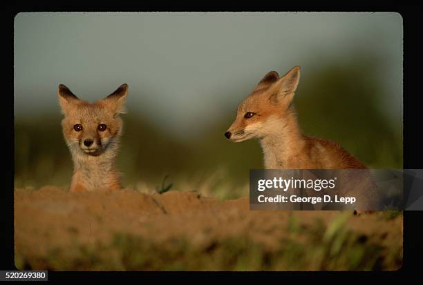 two red fox pups - paso robles stockfoto's en -beelden