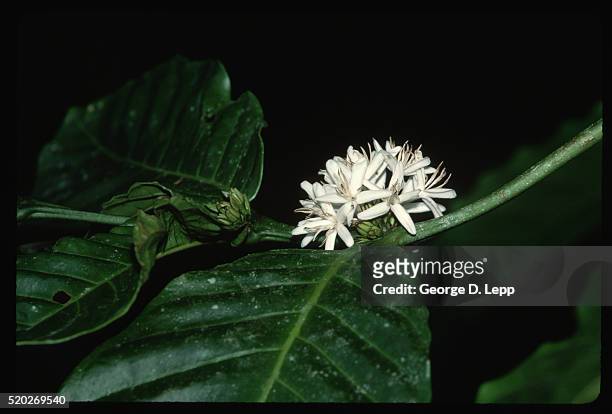 blossom on coffee tree - coffee plant stock pictures, royalty-free photos & images