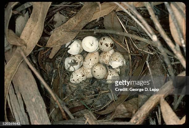eggs in california quail nest - uovo di quaglia foto e immagini stock