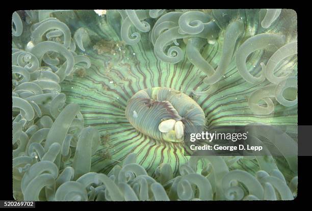 giant green anemone - parque estatal de montaña de oro fotografías e imágenes de stock