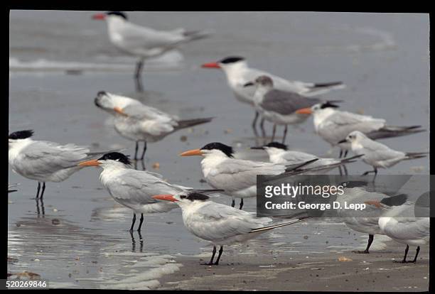caspian terns wading at the water's edge - louisiana coast stock pictures, royalty-free photos & images