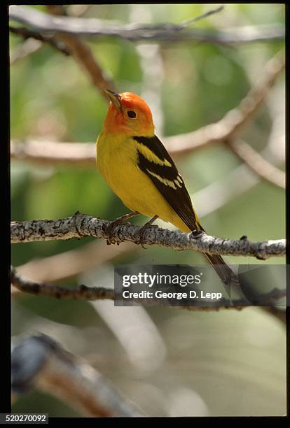 western tanager on branch - piranga ludoviciana stock pictures, royalty-free photos & images
