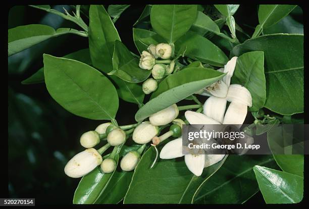 blossom on grapefruit tree - grapefruit tree stock pictures, royalty-free photos & images