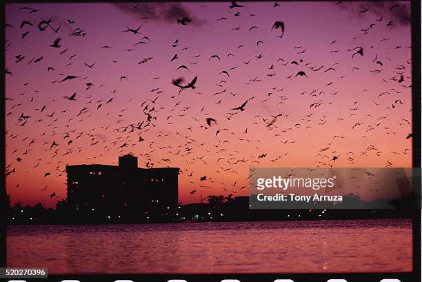 crows flying at sunset - west palm beach fotografías e imágenes de stock