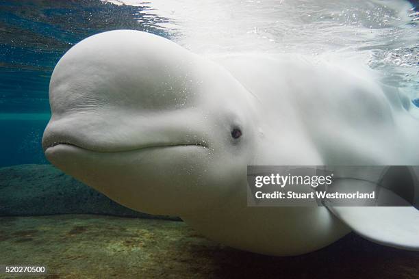 beluga whale in aquarium - beluga whale stock pictures, royalty-free photos & images