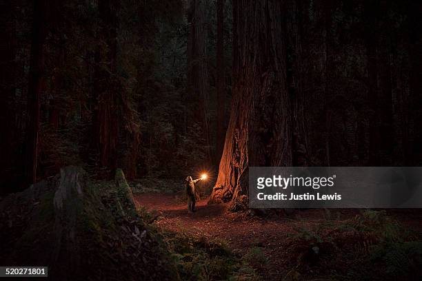 woman alone in ancient sequoia forest, illuminated - scoperta foto e immagini stock