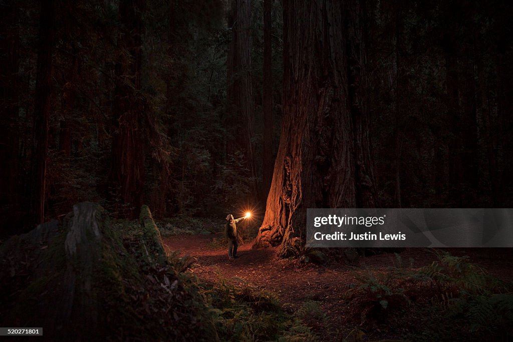 Woman alone in ancient sequoia forest, illuminated