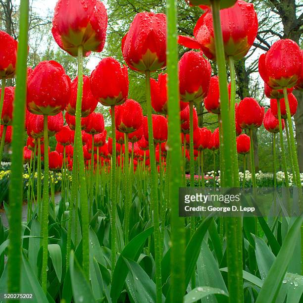 red tulips with raindrops - lisse stock pictures, royalty-free photos & images