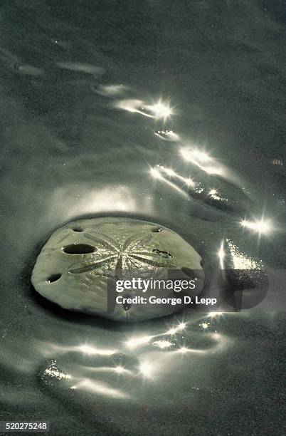 sand dollar in the sand - baja california stock pictures, royalty-free photos & images