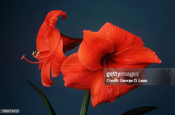 two red amaryllis - amarillo color foto e immagini stock