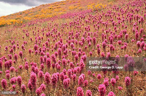 owl's clover in meadow - antelope valley poppy reserve stock pictures, royalty-free photos & images