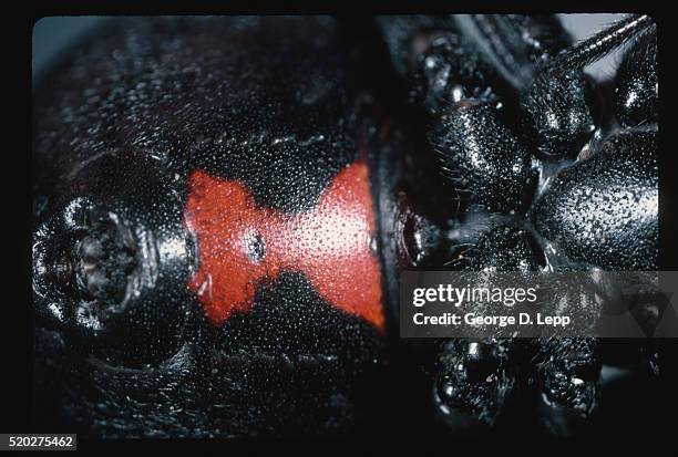 black widow spider - vedova nera foto e immagini stock