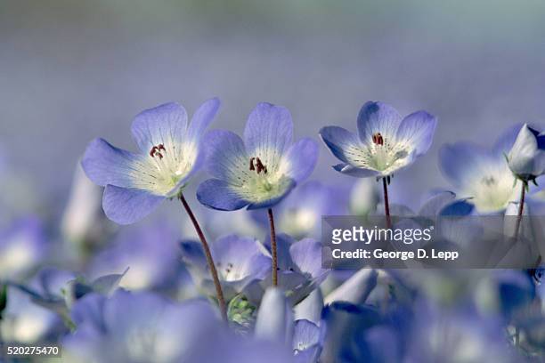 baby blue eyes flowers - nemophila stock pictures, royalty-free photos & images