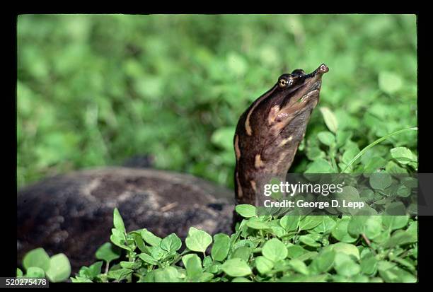 florida softshell turtle - florida softshell turtle stock pictures, royalty-free photos & images