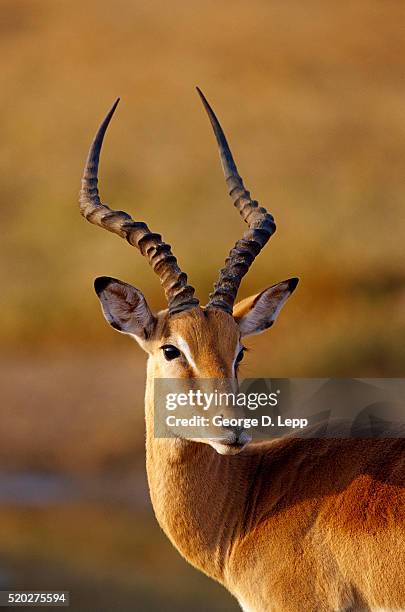 impala looking to side - impala foto e immagini stock
