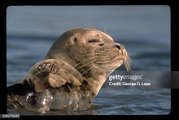 590 George Seals Stock Photos, High-Res Pictures, and Images - Getty Images
