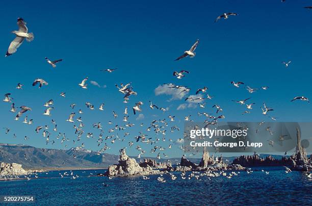 california gulls over mono lake - gaviota de california fotografías e imágenes de stock
