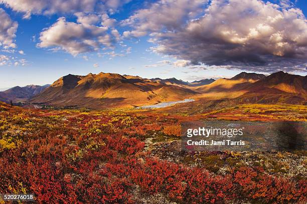 mountains in fall colors - yukón fotografías e imágenes de stock