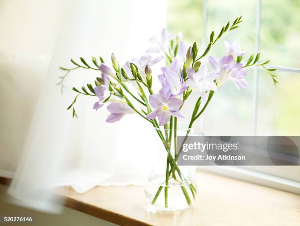 freesias in vase on windowsill - freesia flowers stock pictures, royalty-free photos & images
