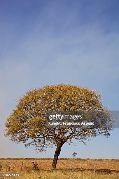 Formosa Native 104 Formosa Goiás Stock Photos, High-Res Pictures, and Images - Getty ...