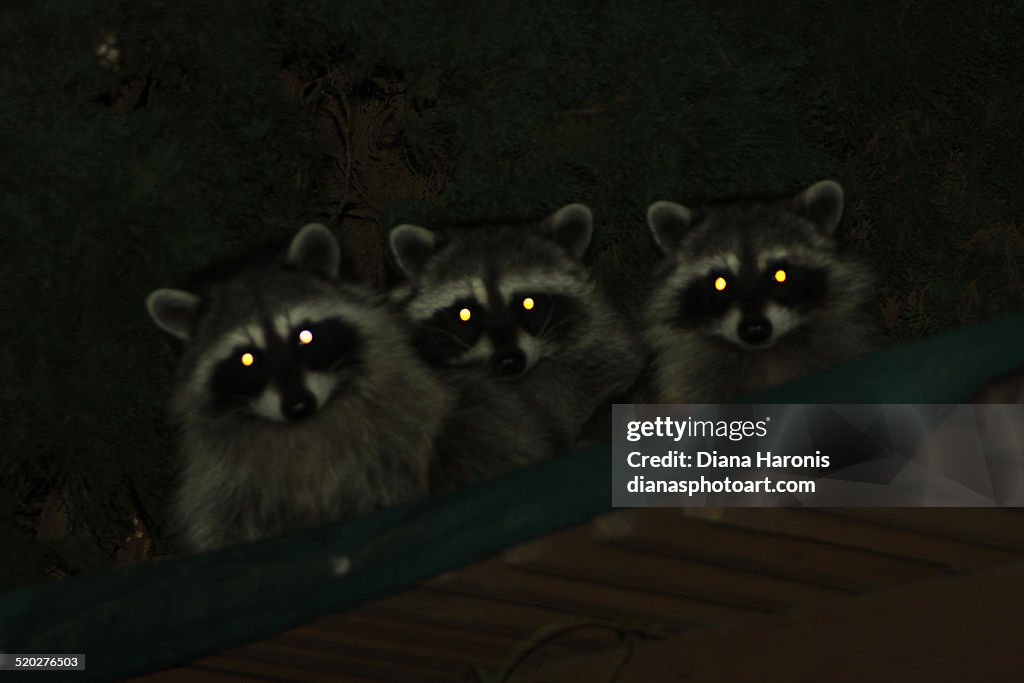 Raccoons with glowing eyes