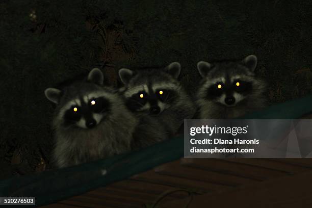 raccoons with glowing eyes - tierisches auge stock-fotos und bilder