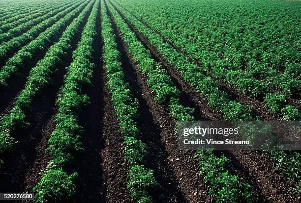 tomato fields in oxnard - campo di pomodori foto e immagini stock