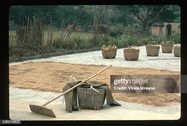 Drying Area Rice 301 Rice Drying In Sun Stock Photos, High-Res Pictures, and Images ...