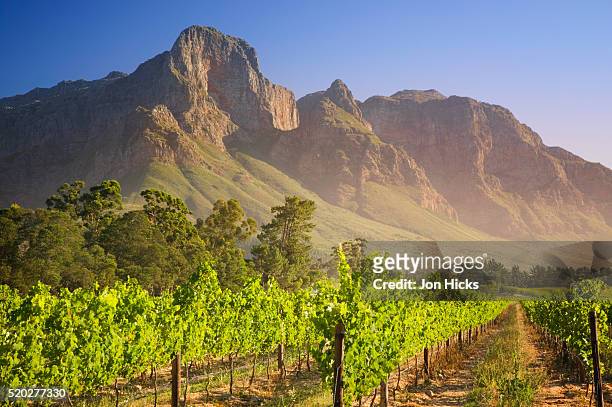 rows of grapevines at vineyard - western cape province stock pictures, royalty-free photos & images