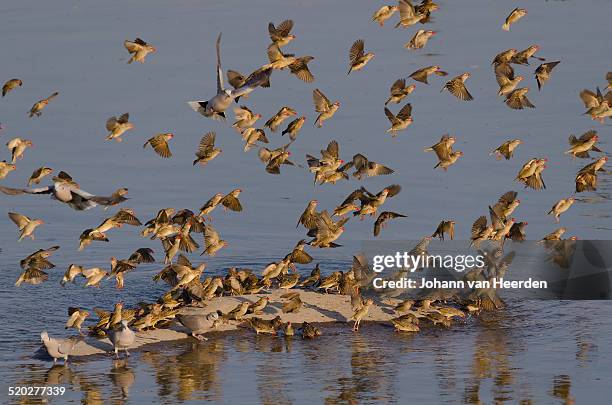 waterhole frenzy - red billed queleas stock pictures, royalty-free photos & images