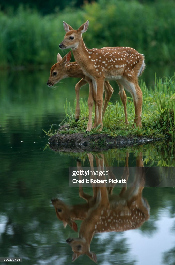 White-Tailed Fawns