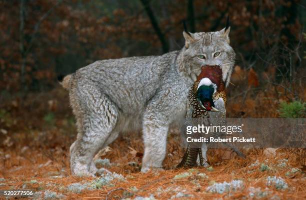 canada lynx with pheasant prey - canadian lynx fotografías e imágenes de stock
