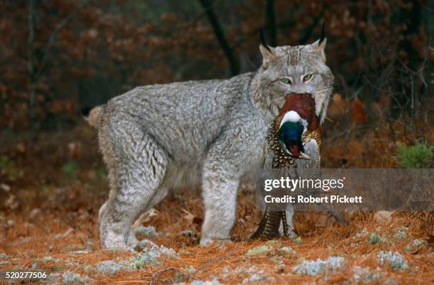 canada lynx with pheasant prey - canadian lynx stock pictures, royalty-free photos & images